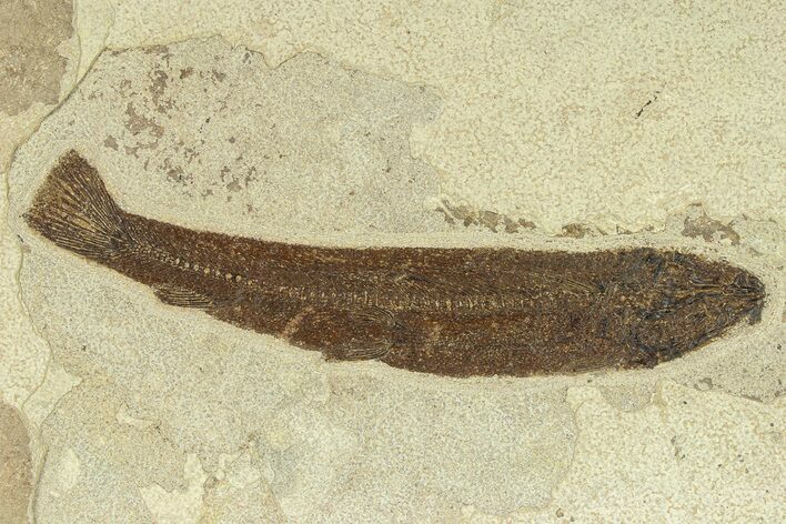 Uncommon Fossil Fish (Notogoneus) - Wyoming #299852